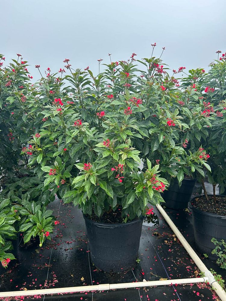 jatropha-integerrima-peregrina