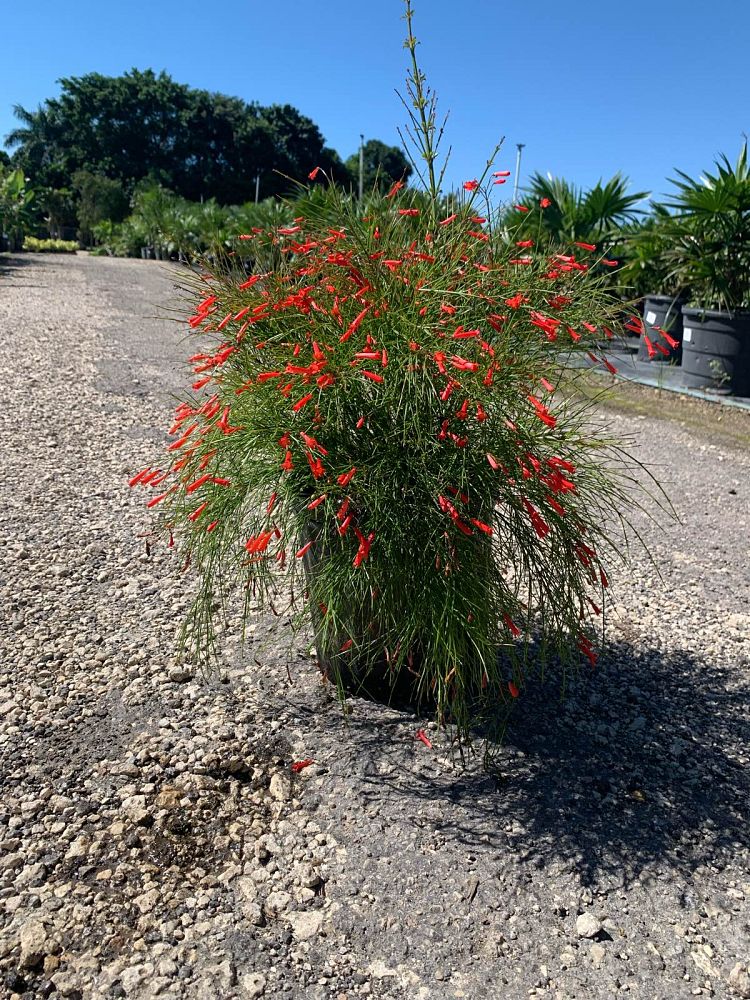 jatropha-integerrima-peregrina