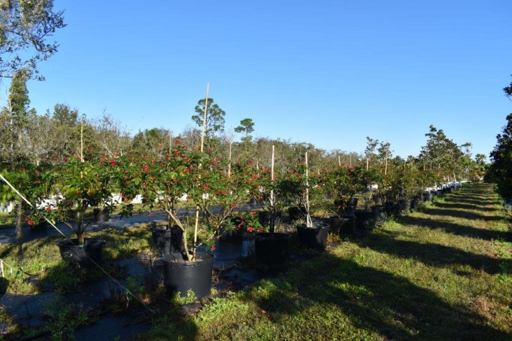jatropha-integerrima-peregrina