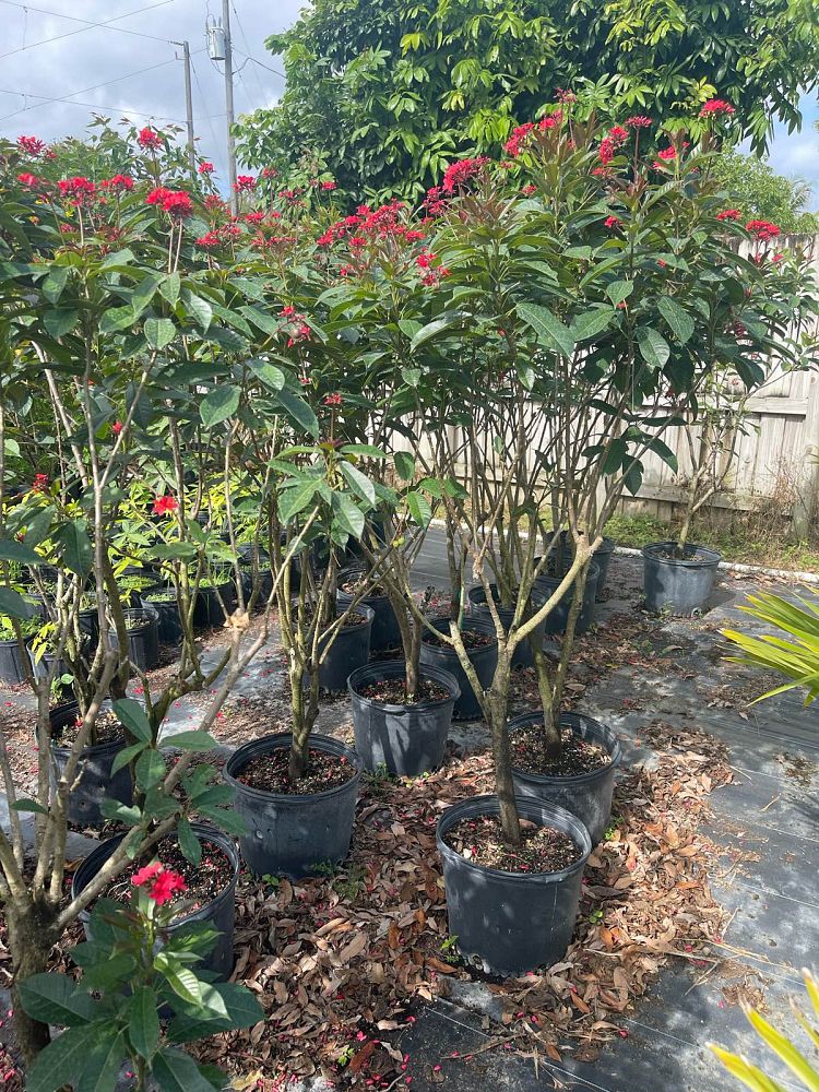 jatropha-integerrima-peregrina