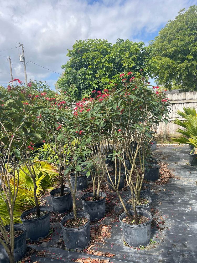 jatropha-integerrima-peregrina