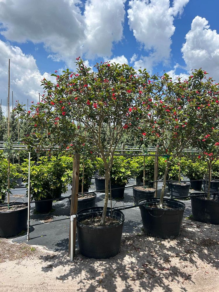 jatropha-integerrima-peregrina