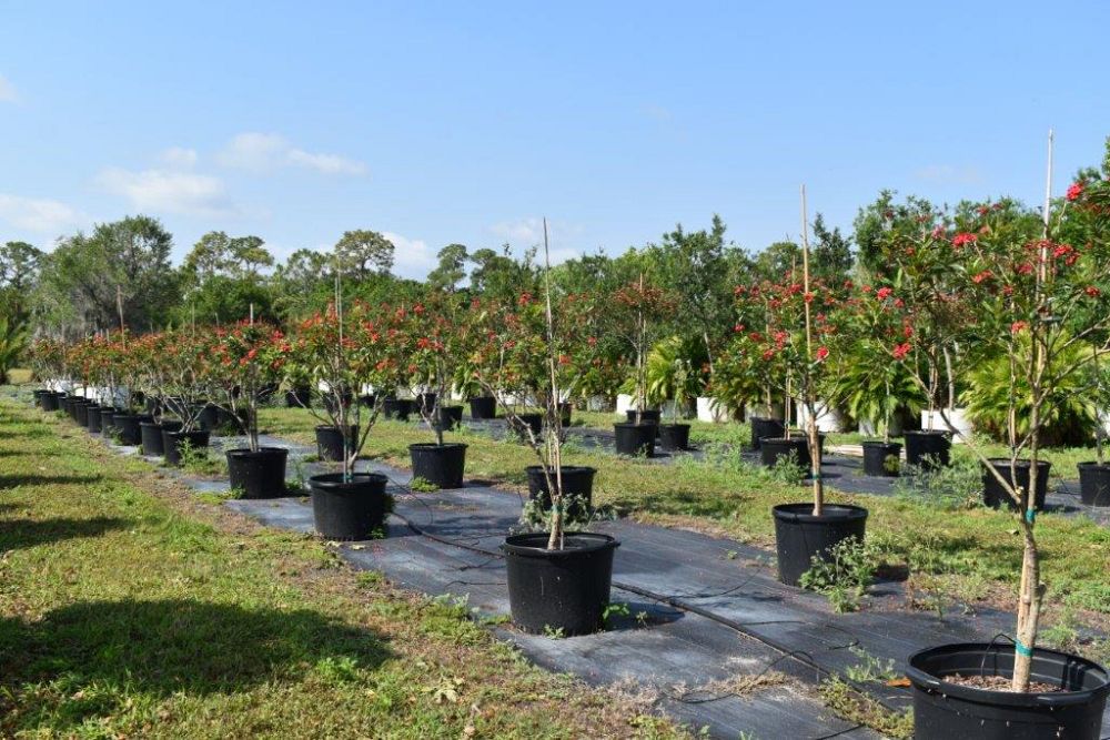 jatropha-integerrima-peregrina