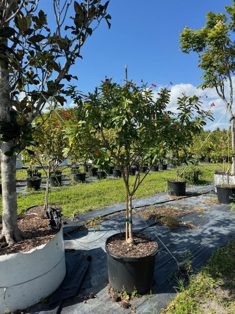 jatropha-integerrima-peregrina