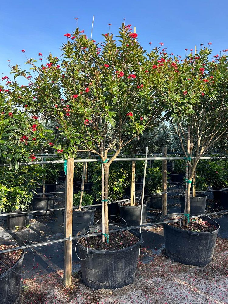 jatropha-integerrima-peregrina