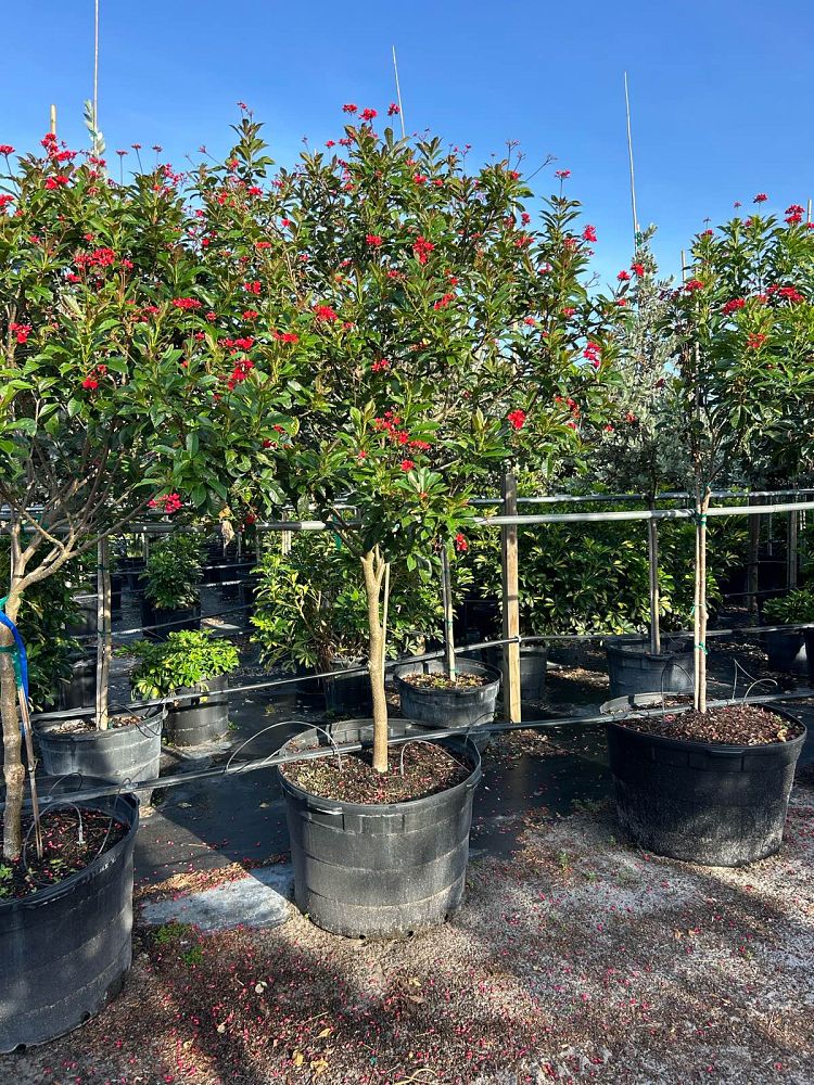 jatropha-integerrima-peregrina