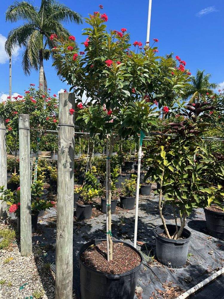 jatropha-integerrima-peregrina