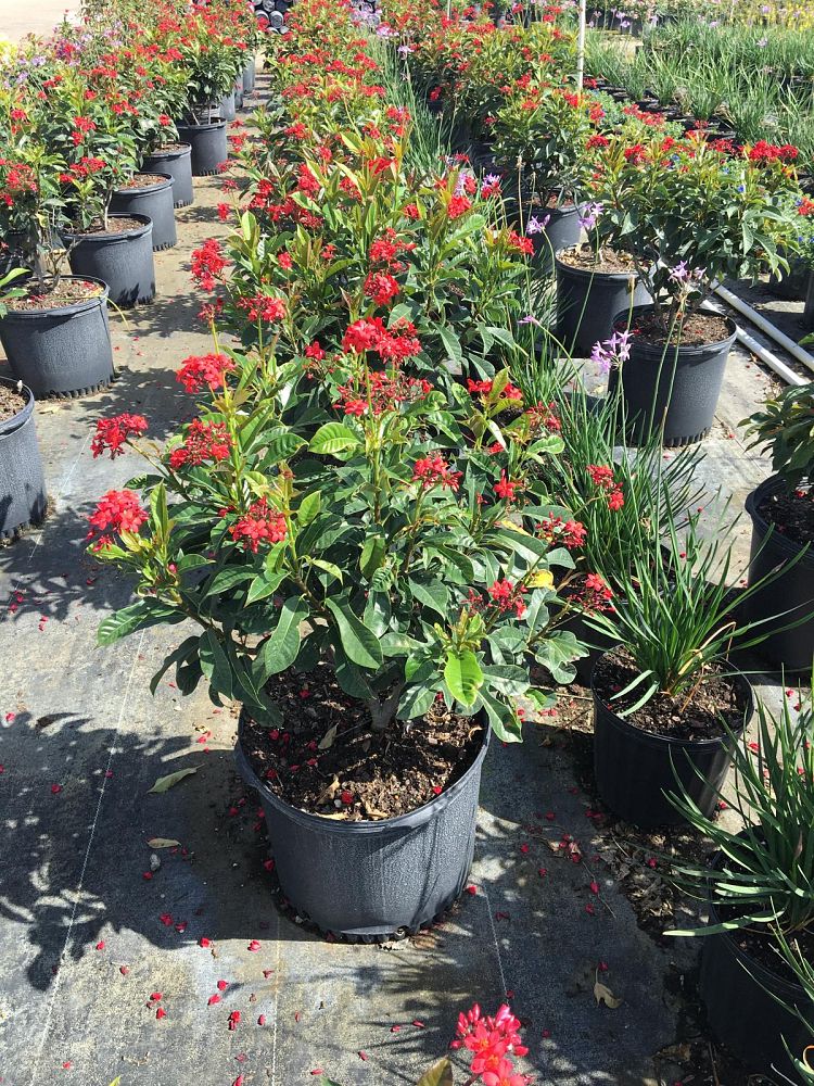 jatropha-integerrima-peregrina