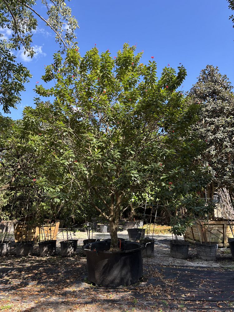 jatropha-integerrima-peregrina