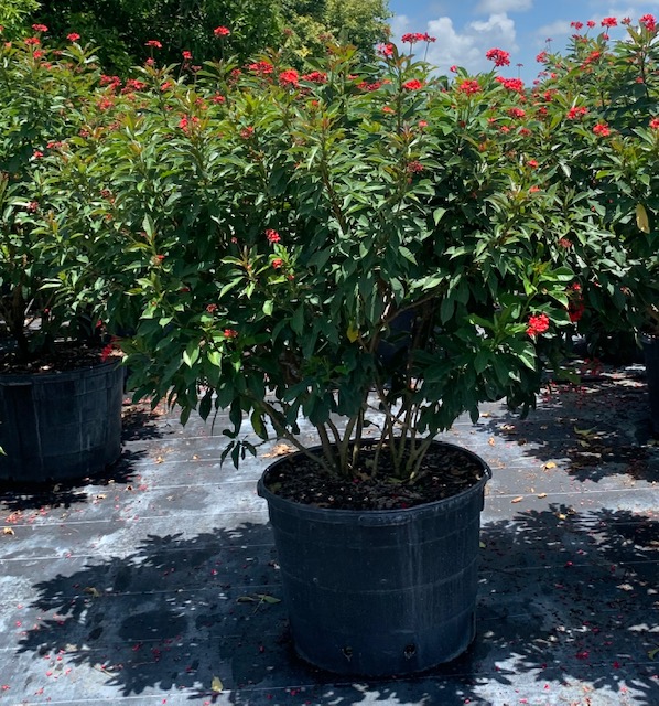 jatropha-integerrima-peregrina
