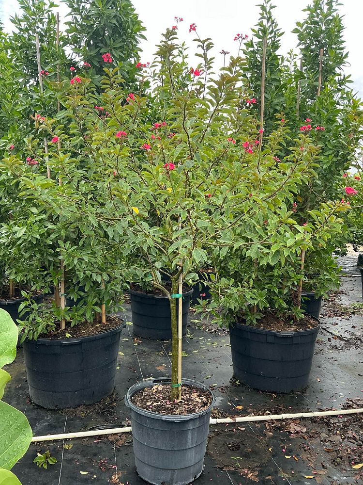 jatropha-integerrima-peregrina