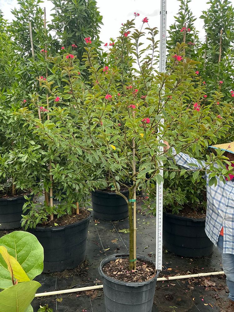 jatropha-integerrima-peregrina