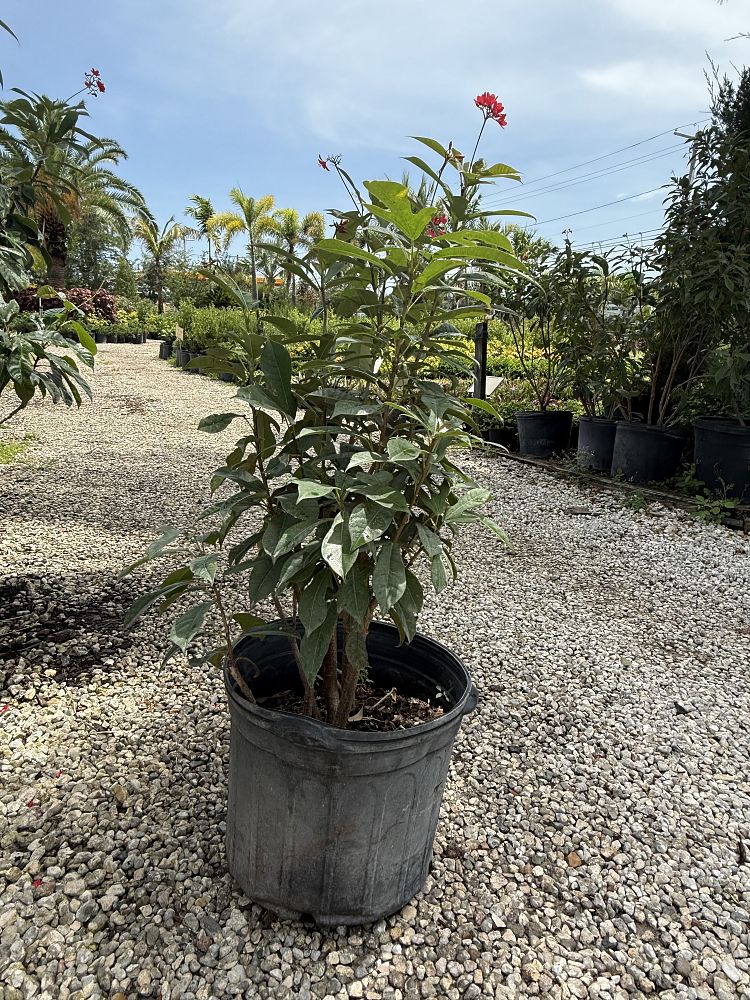 jatropha-integerrima-peregrina