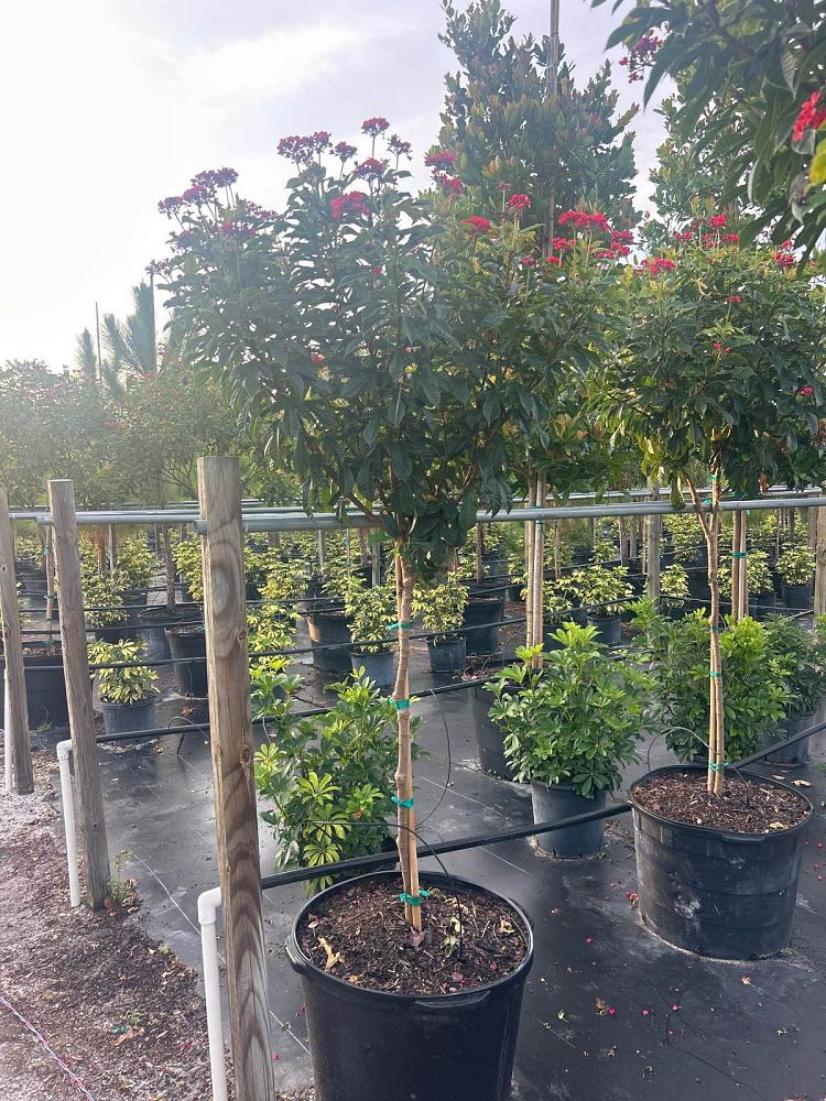 jatropha-integerrima-peregrina