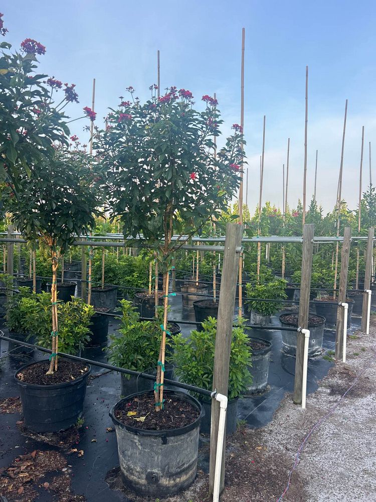 jatropha-integerrima-peregrina
