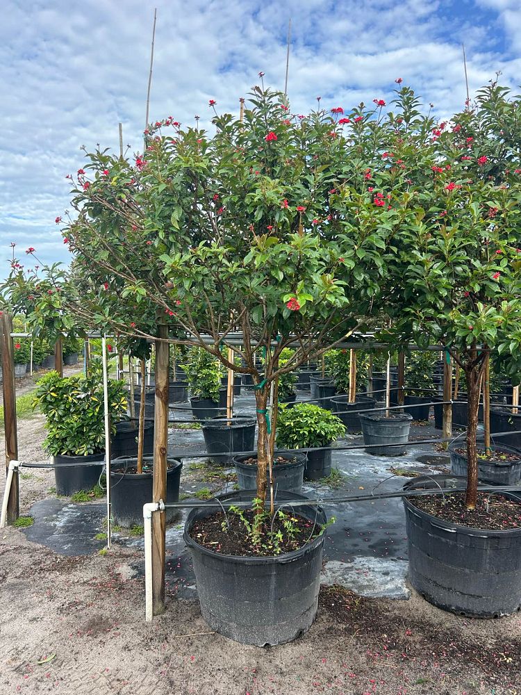 jatropha-integerrima-peregrina