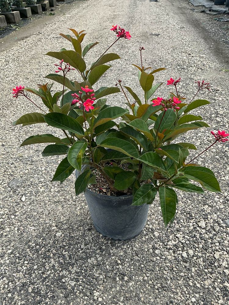 jatropha-integerrima-peregrina