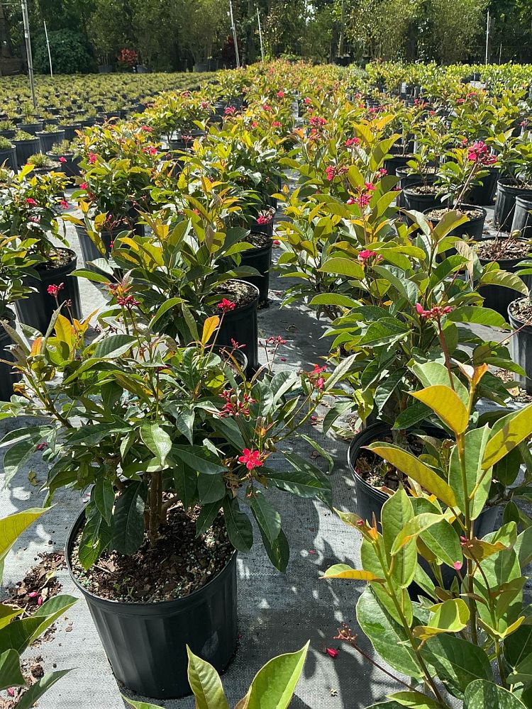 jatropha-integerrima-peregrina