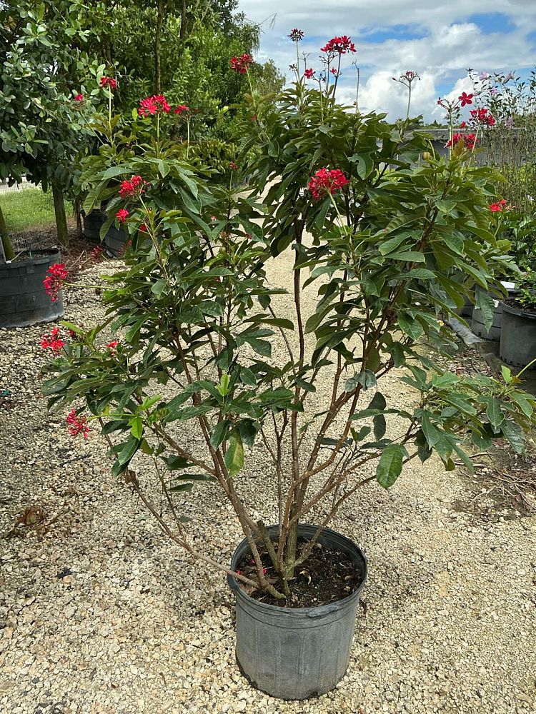 jatropha-integerrima-peregrina