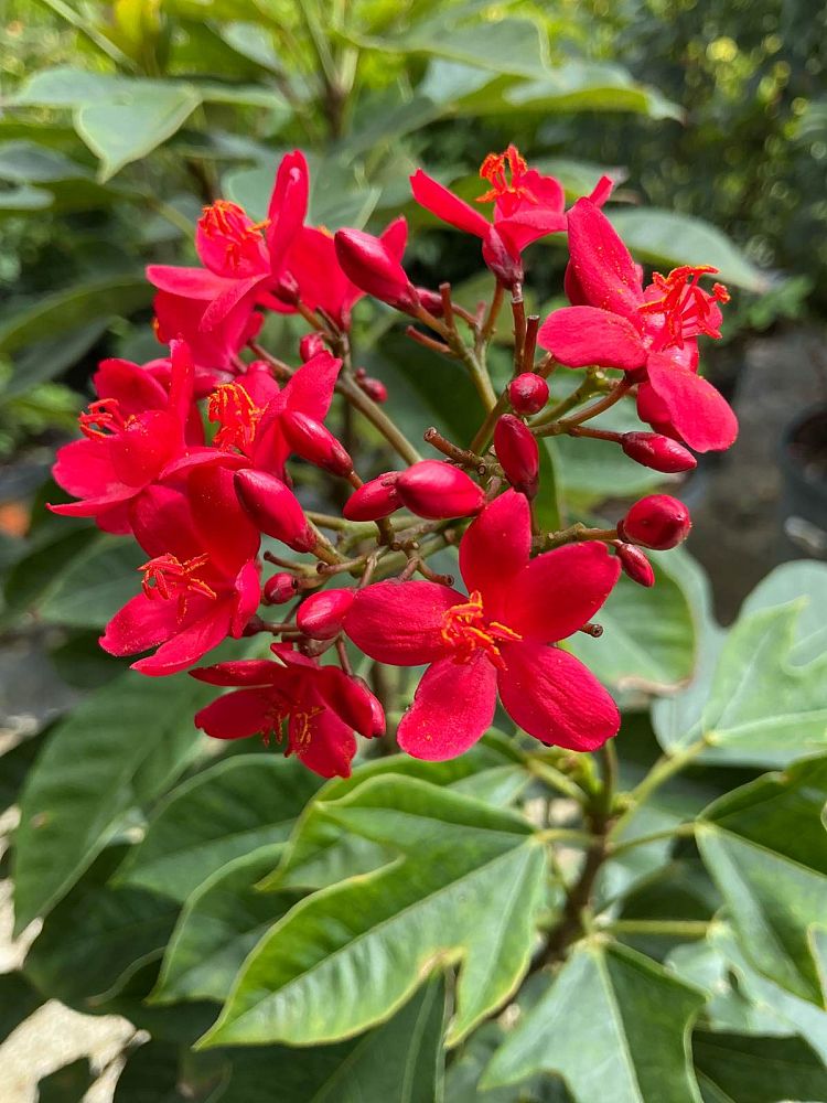jatropha-integerrima-peregrina