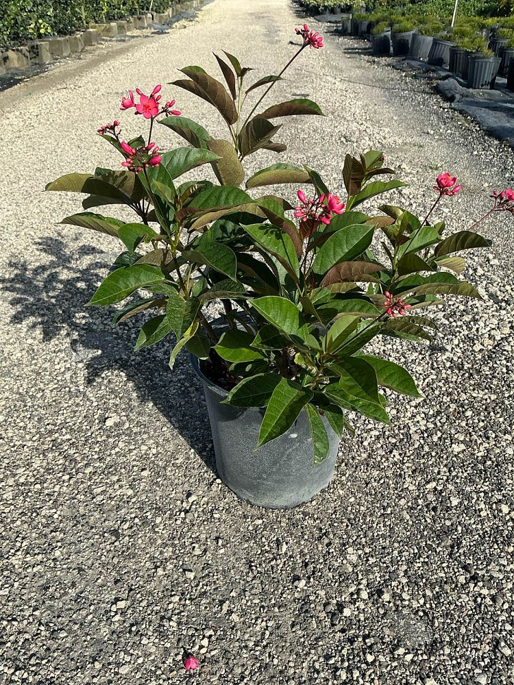 jatropha-integerrima-peregrina