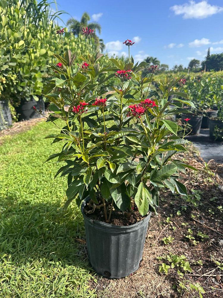 jatropha-integerrima-peregrina