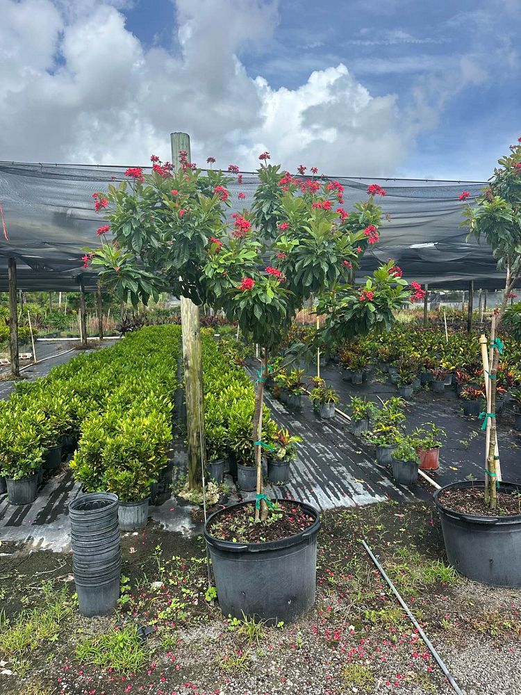 jatropha-integerrima-peregrina