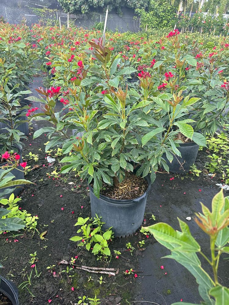 jatropha-integerrima-peregrina