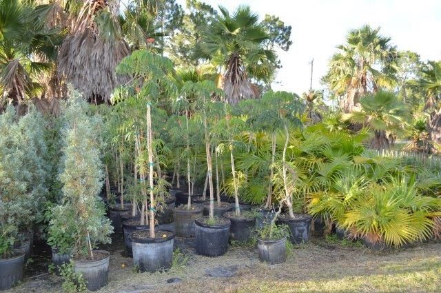 jatropha-multifida-coral-plant