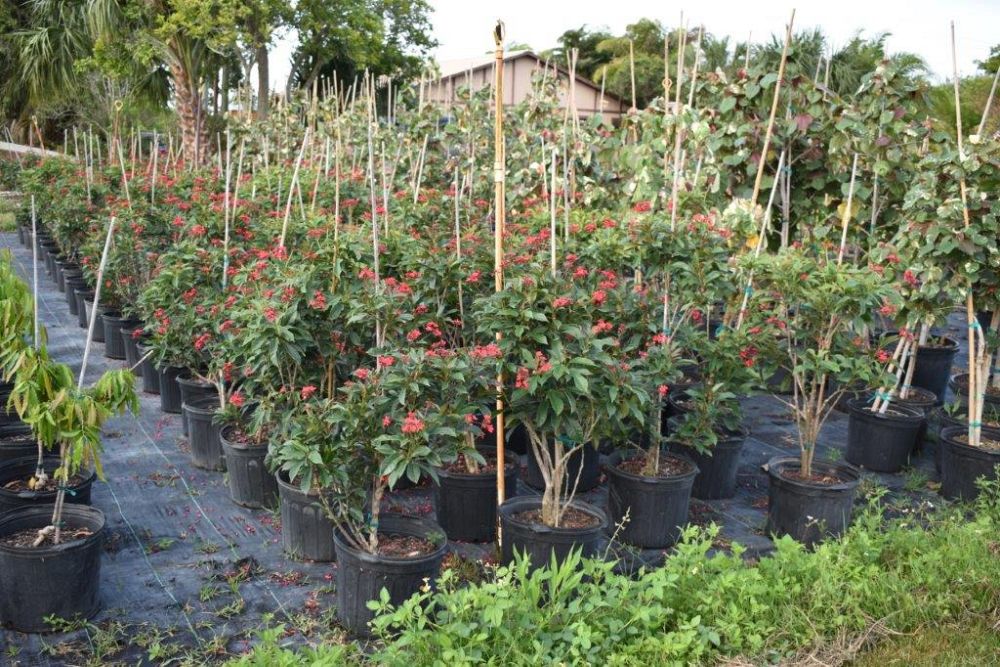 jatropha-multifida-coral-plant