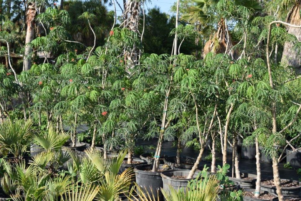 jatropha-multifida-coral-plant