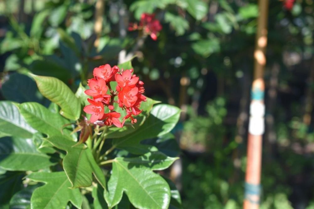 jatropha-multifida-coral-plant