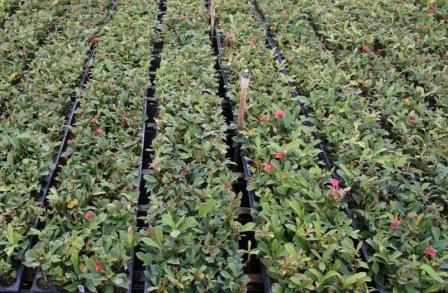 jatropha-multifida-coral-plant