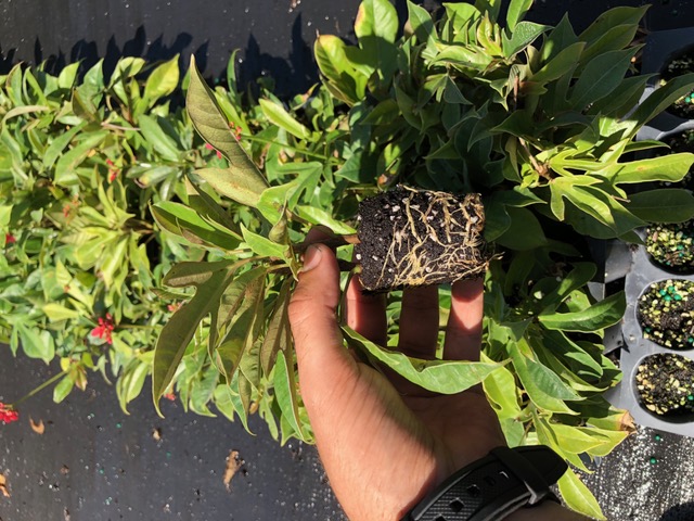 jatropha-multifida-coral-plant