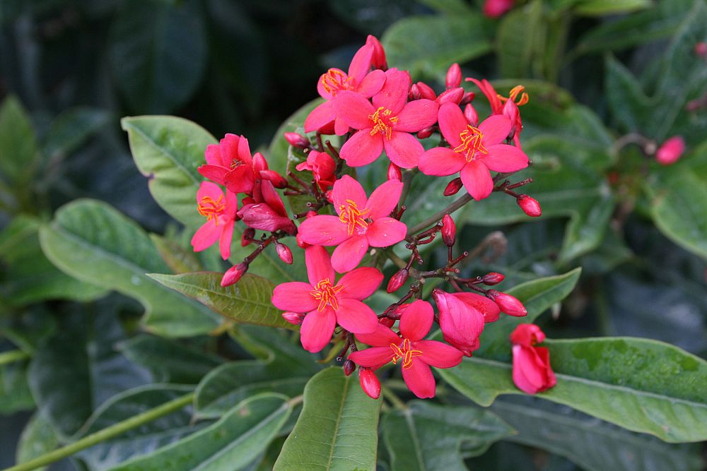 jatropha-multifida-coral-plant