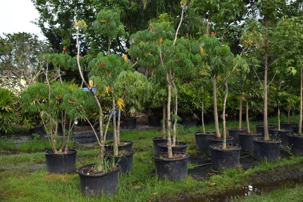 jatropha-multifida-coral-plant