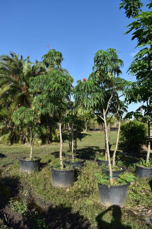 jatropha-multifida-coral-plant