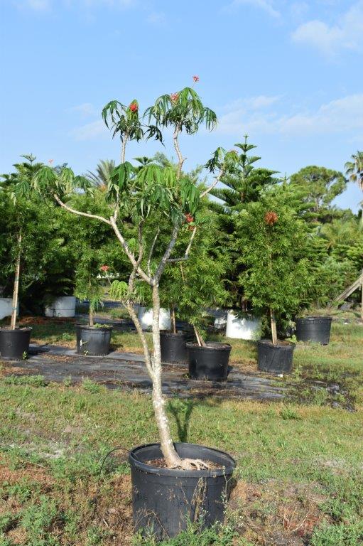 jatropha-multifida-coral-plant