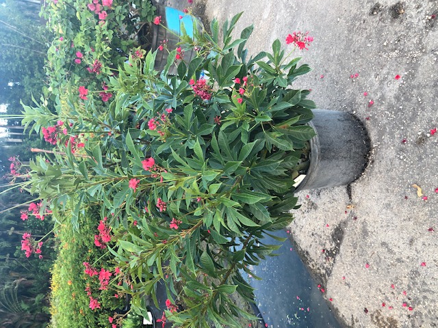 jatropha-multifida-coral-plant