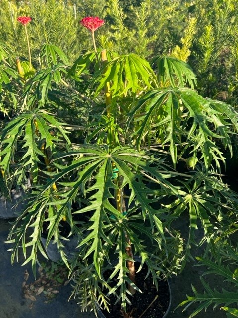 jatropha-multifida-coral-plant