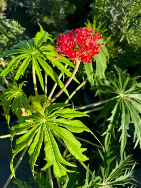 jatropha-multifida-coral-plant