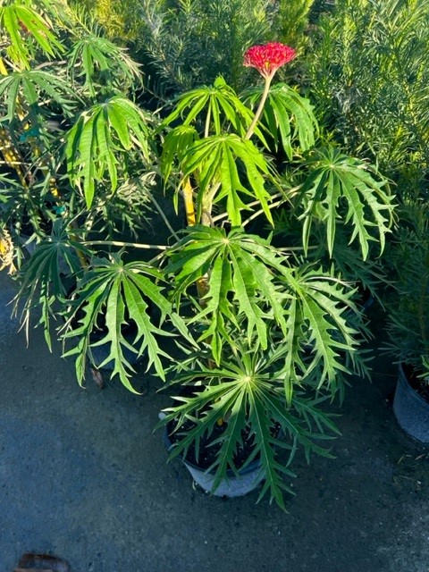 jatropha-multifida-coral-plant