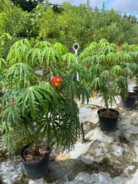 jatropha-multifida-coral-plant