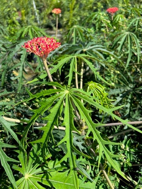 jatropha-multifida-coral-plant