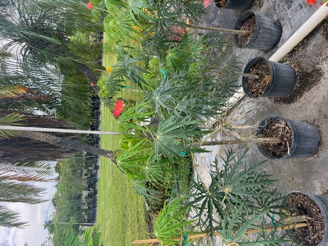 jatropha-multifida-coral-plant