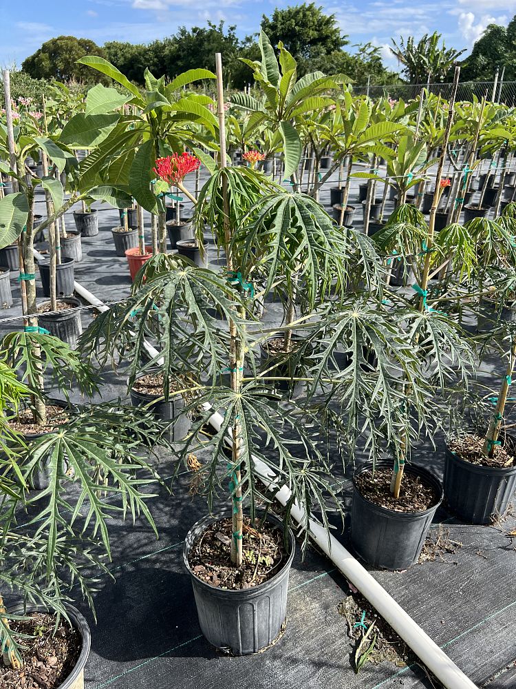 jatropha-multifida-coral-plant