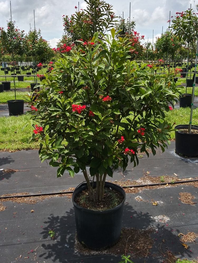 jatropha-nettlespurge