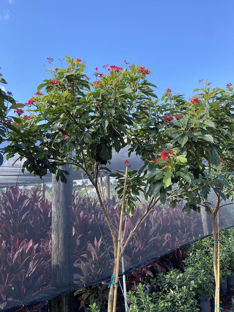 jatropha-nettlespurge