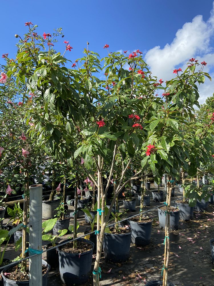 jatropha-nettlespurge