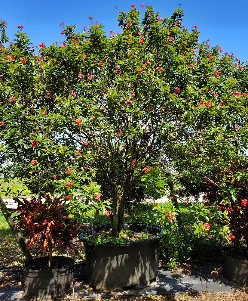 jatropha-nettlespurge